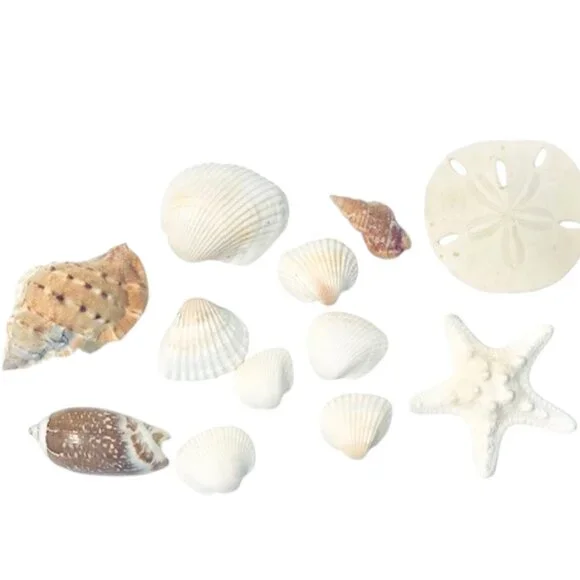 Fresh Florida Seashells Assorted 12 - Picture 2 of 6